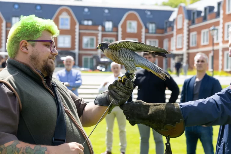 Falconer with a peregrine falcon